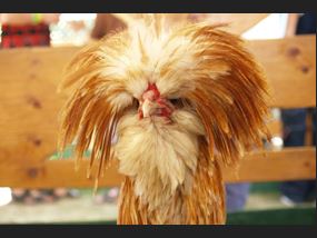Funky Chicken Workshop 2019